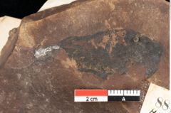 Foto (Detailsansicht) von Quercus palaeoilex Ettingshausen (NHMW-GEO-2024-0188-0884)